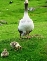 Counseling and Psychotherapy Services for the North Shore and Chicagoland